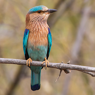 Tadoba - Indian roller